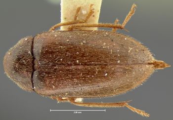 Media type: image;   Entomology 2333 Aspect: habitus dorsal view